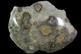 Polished Fossil Coral (Actinocyathus) - Morocco #90245-1